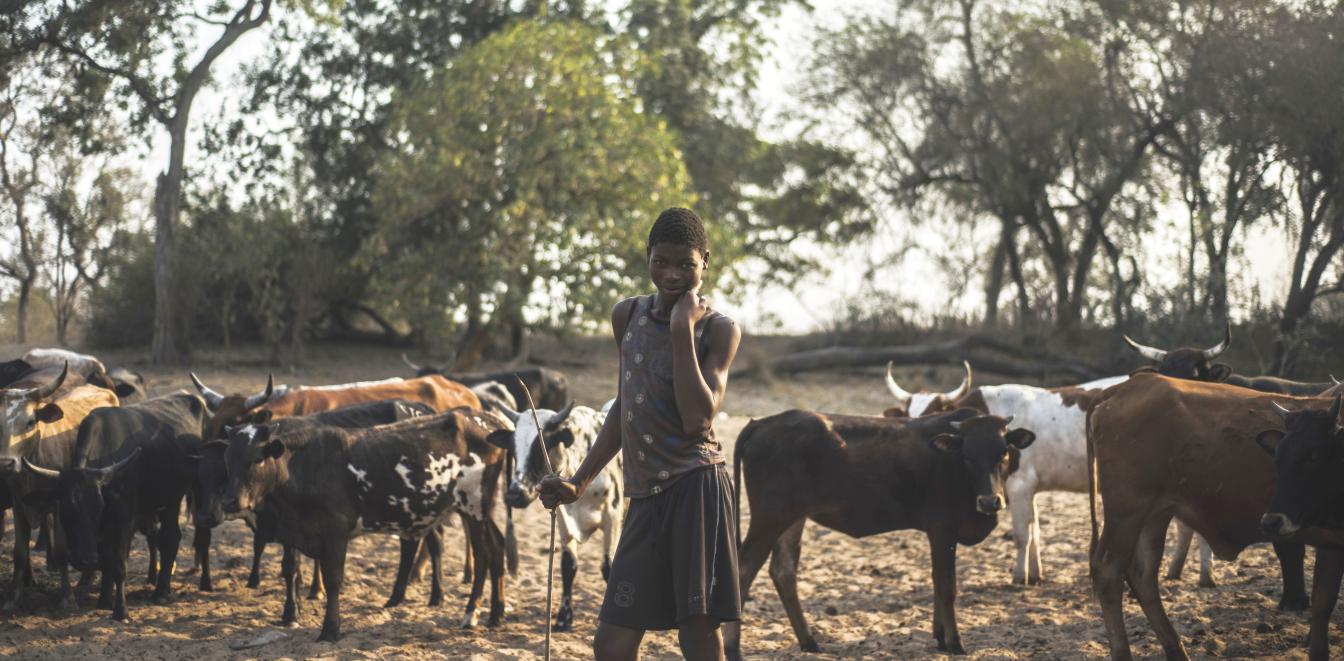 Een veeteler met zijn koeien in Mozambique