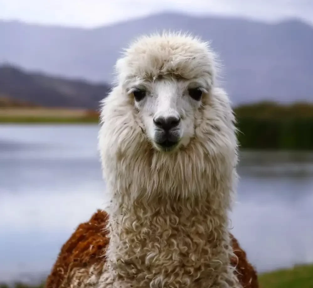Alpaca aan het Titicacameer