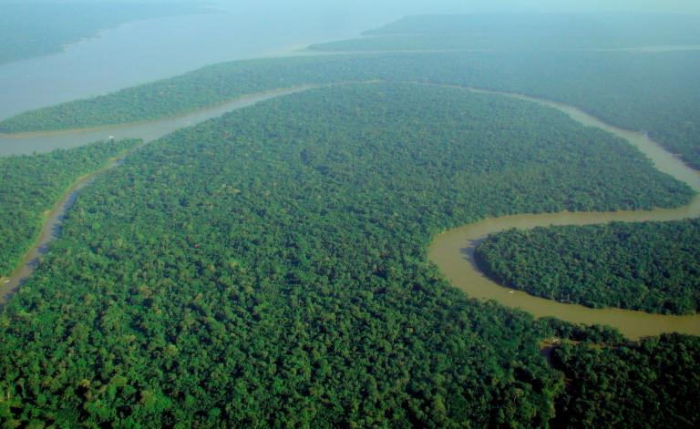 Amazonewoud jungle