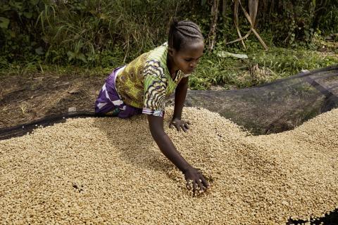 De Congolese koffiecoöperatie Muungano toont dat een andere aanpak mogelijk is. © Eric de Mildt