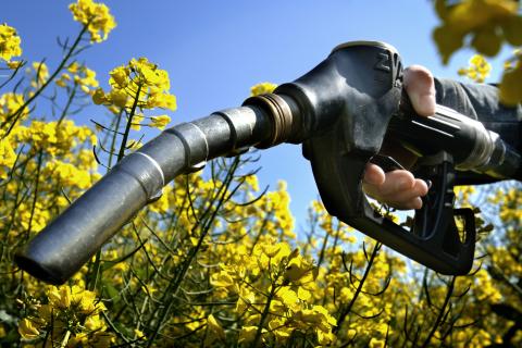 biobrandstof diesel benzine bloemen