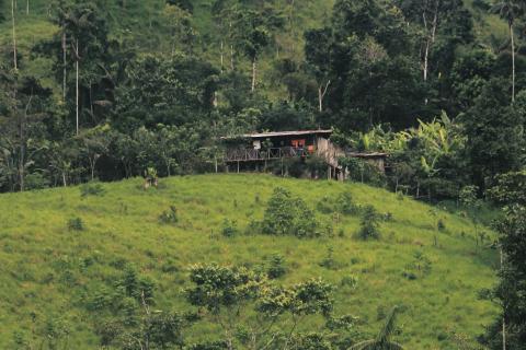 Naast de klimaatbossen in Vlaanderen worden ook klimaatbossen in Ecuador en Oeganda aangeplant