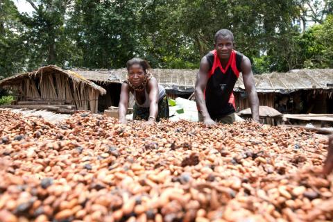 'Bite to Fight'-repen helpen cacaoboeren aan een leefbaar inkomen