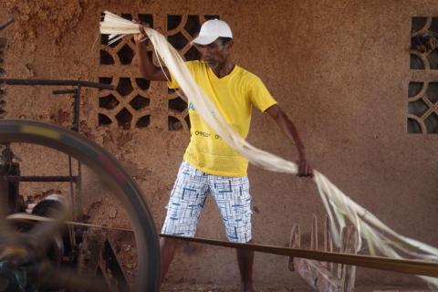Een arbeider verwerkt abaca