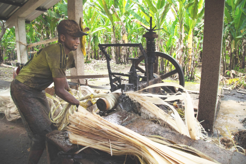 Hakselaar op een abaca-plantage in Ecuador.  De abaca kan vlijmscherp worden.  Beschermende kledij is niet voor handen.