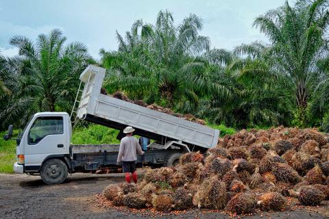 Palmolie productie
