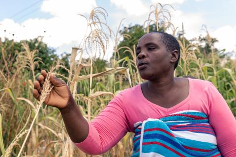 Future Nyamukondiwa inspecteert een onvolgroeide kolf in haar droge maïsveld op het platteland van Mutoko in Zimbabwe. 