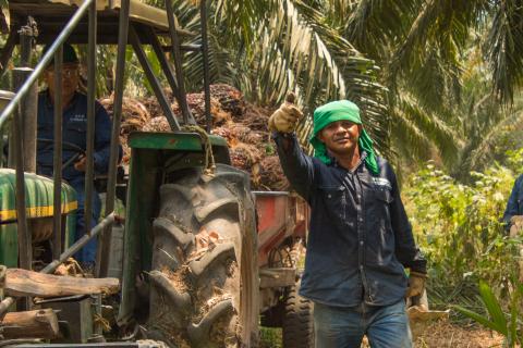 Mannen aan het werk op de palmolieplantage CumaralPalm in Indonesië
