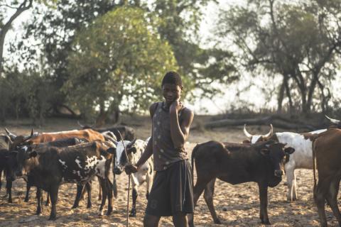 Een veeteler met zijn koeien in Mozambique