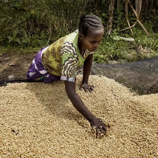 De Congolese koffiecoöperatie Muungano toont dat een andere aanpak mogelijk is. © Eric de Mildt