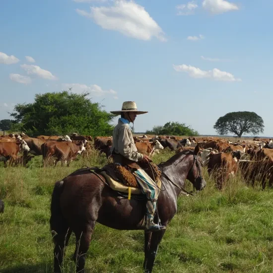Gaucho op paard hoedt koeien in Argentinië