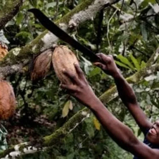 cacao