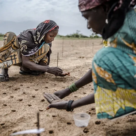 Een vrouw plant wat zaden als onderdeel van een boomplantproject om de Sahel te herbebossen in het dorp Malamawa, regio Zinder, Niger.