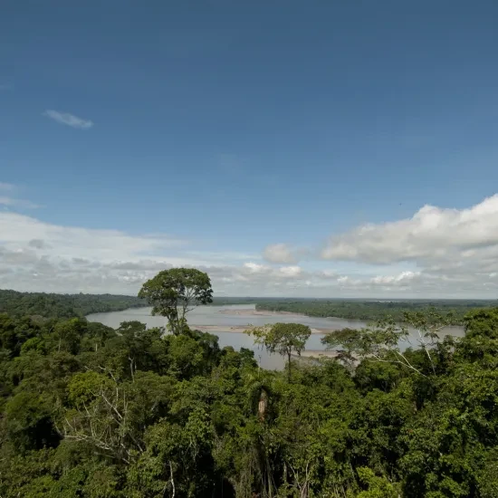 Yasuni National Park Ecuador