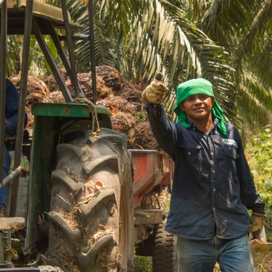 Mannen aan het werk op de palmolieplantage CumaralPalm in Indonesië