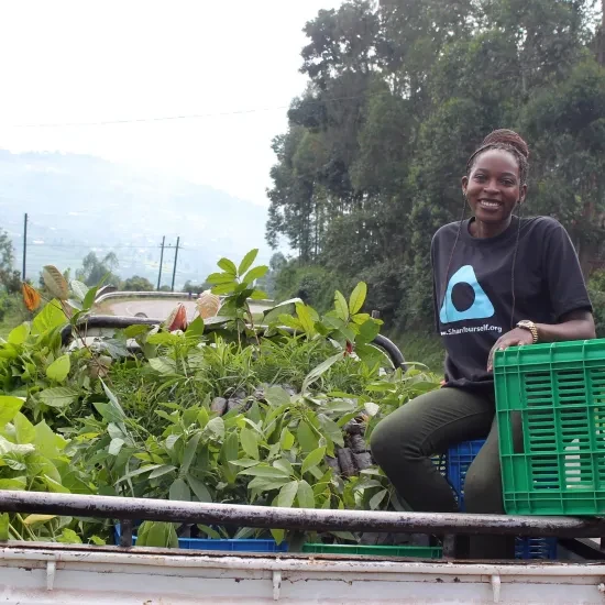Asiimwe boven op een vrachtwagen met boomplantjes