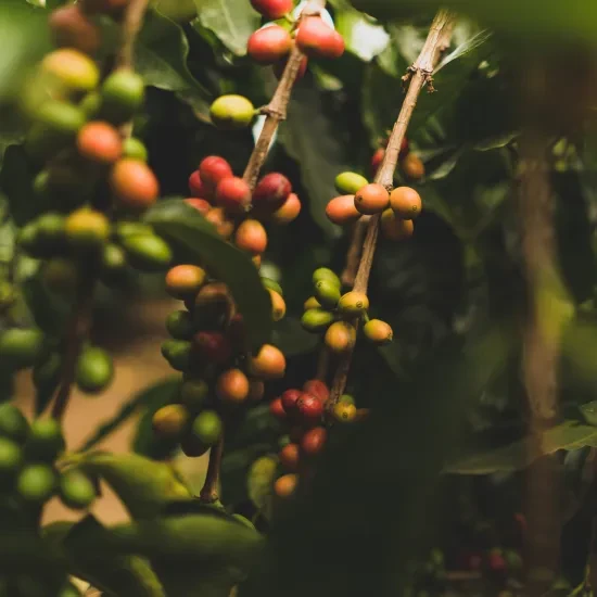 Koffieplant