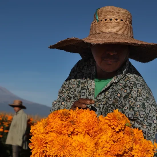 Mexico bloemenveld