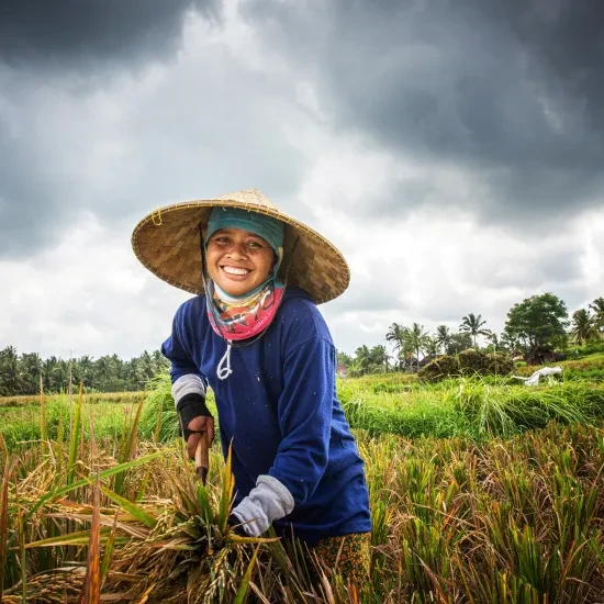 Indonesië rijstveld